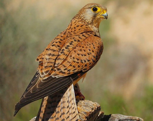 Kestrel, bird of prey adapted to the area