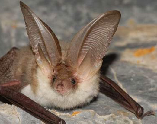 Canary big-eared bat which inhabits the lava tubes