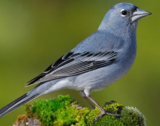 Pinson bleu, Oiseau à plumage bleu intense
