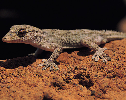 Wall gecko, a tiny endemic reptile, symbol of good luck